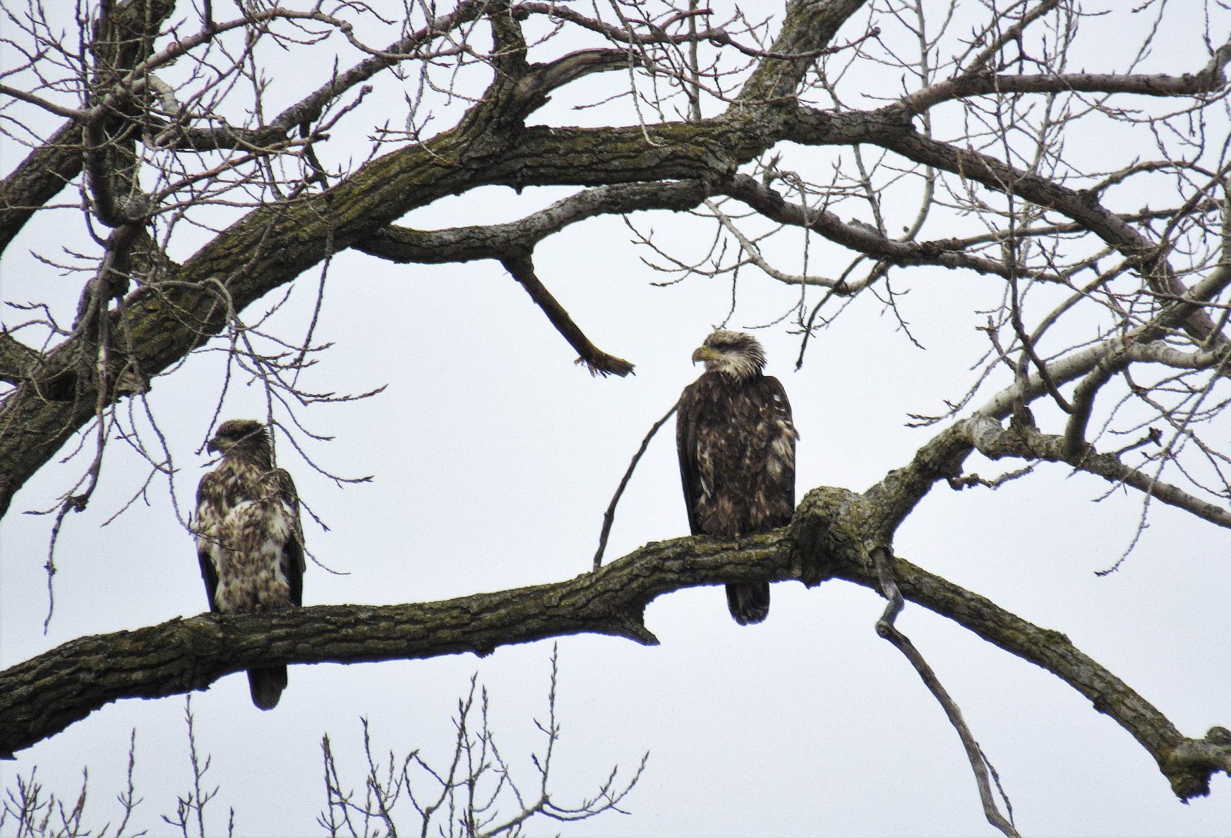 011020-blm-loc-4eagles